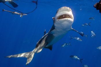 Niepokój w Australii. Czwarty atak w dwa dni. Zamknięto plaże