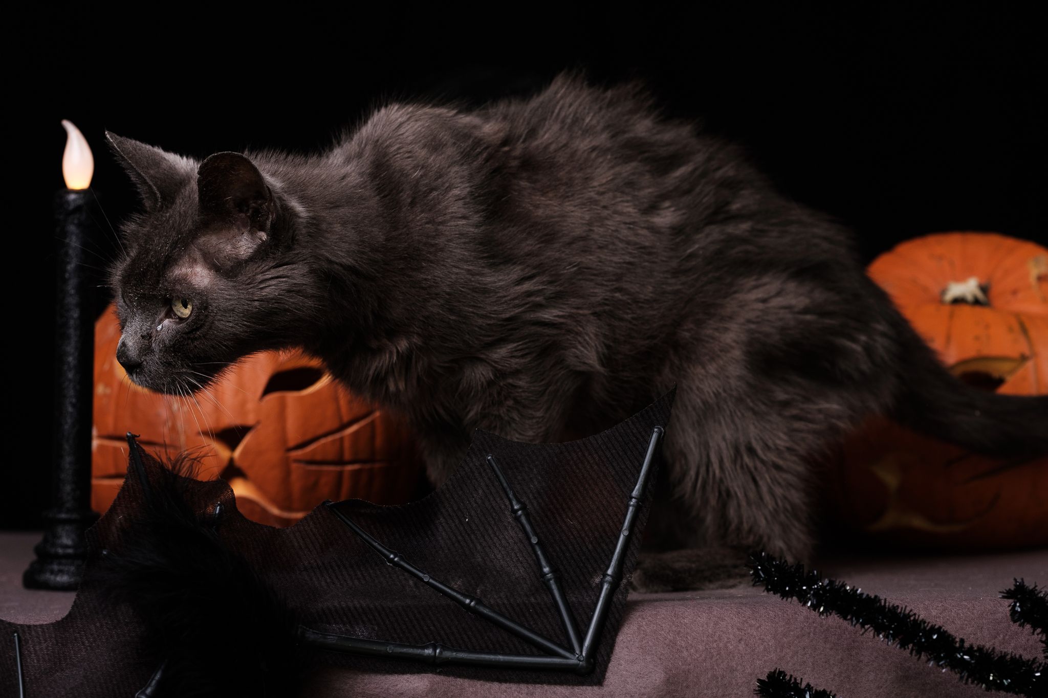 Halloween 2019: Zrobiłem sesję w schronisku, by pomóc w adopcji zwierząt 2