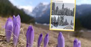 Śnieg zasypał Tatry. Przyrodnik TPN: krokusy zniszczone