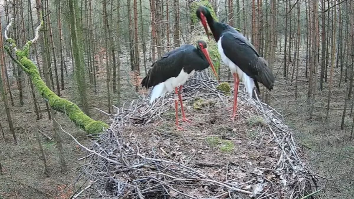 Bocian Florentino z partnerką - nagranie archiwalne