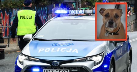 Nocna interwencja w Zgierzu. Policjanci strzelili do psa
