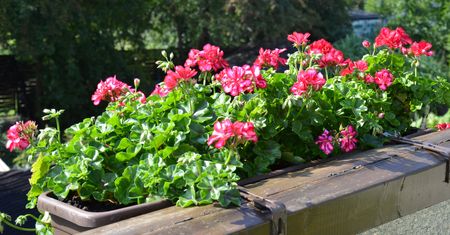 Wlej do pelargonii. Będzie uginać się od kwiatów
