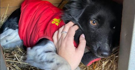 Kalisz. Ktoś ukradł psa ze schroniska. Wkrótce miał zostać adoptowany