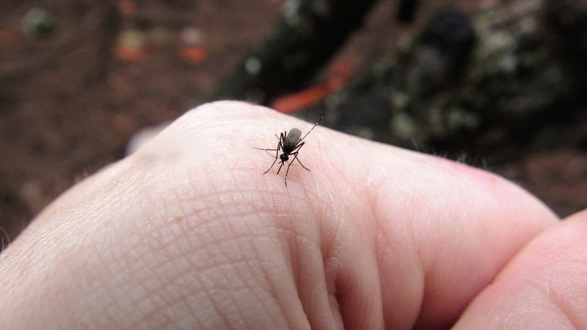 Rakietą w owady! Packa na zawsze rozwiąże problem z komarami 1