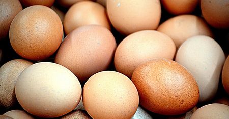 Salmonella w jajach. Ponad 300 zakażeń w Belgii, skażone produkty trafiły także do Polski