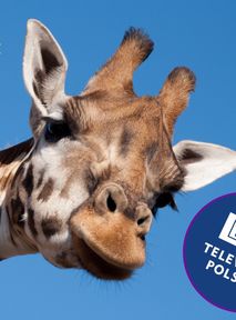 TVP oburzone postem łódzkiego ZOO: Skandal!
