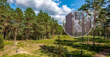 Wyglądają, jakby wiatr rozrzucił śmieci. Gdy zobaczycie to w lesie - nie dotykajcie