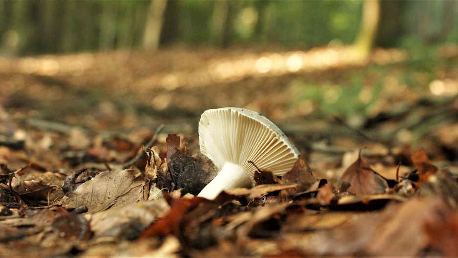 Gdzie jeszcze można sprawdzić, czy grzyby są jadalne i jakie są objawy zatrucia grzybami? 