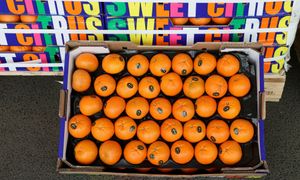 Ceny owoców na początku roku. Oto ile kosztują w hurcie