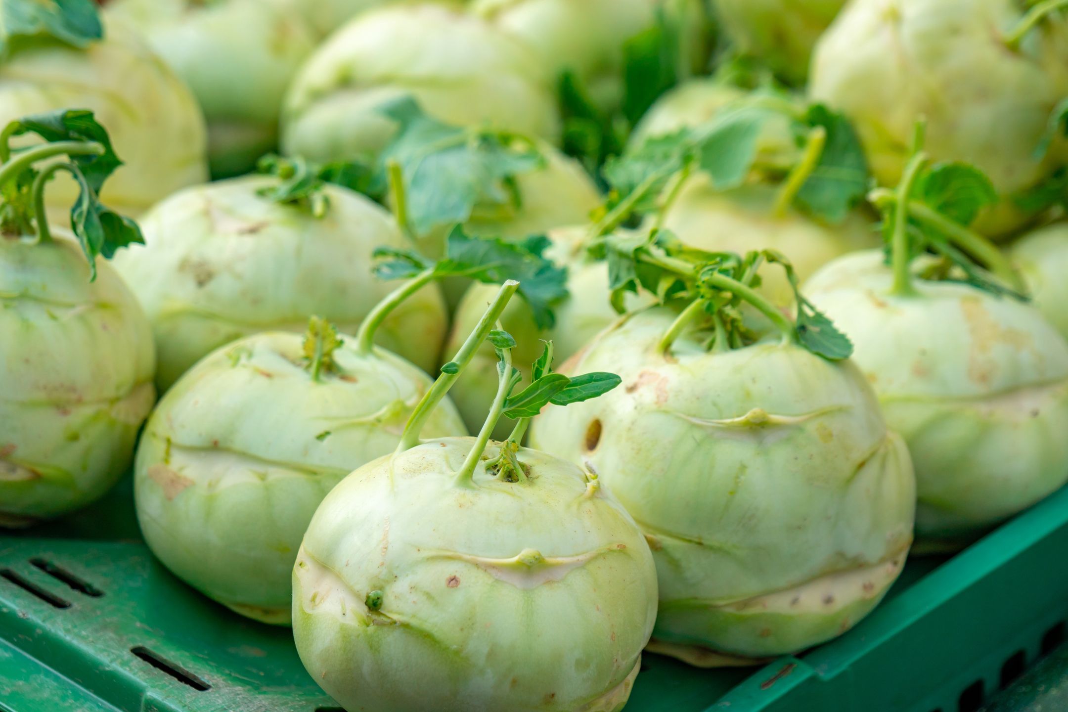 Kalarepa