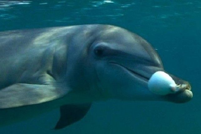 Delfin z rozdymką