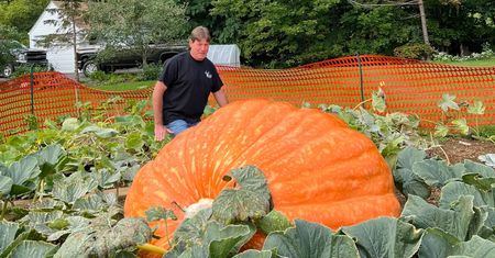 Rolnik wyhodował 855-kilogramową dynię. Teraz ujawnił, jak tego dokonał