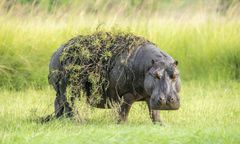 Tragedia w Afryce. 11 osób nie żyje po ataku hipopotama