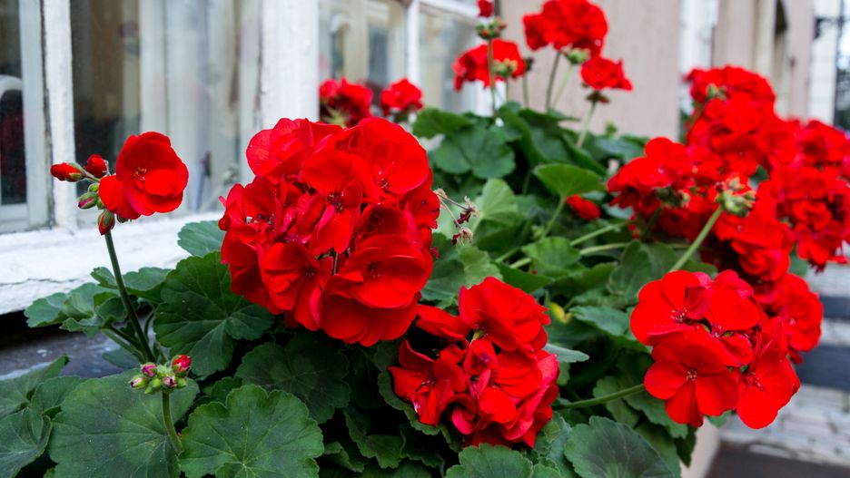 Pelargonie