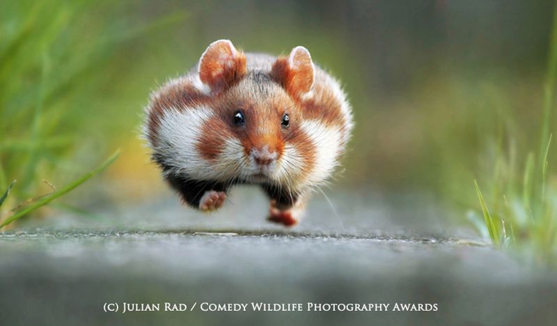 Fotografia przyrodnicza na bardzo wesoło, czyli konkurs 2015 Comedy Wildlife Photography Awards