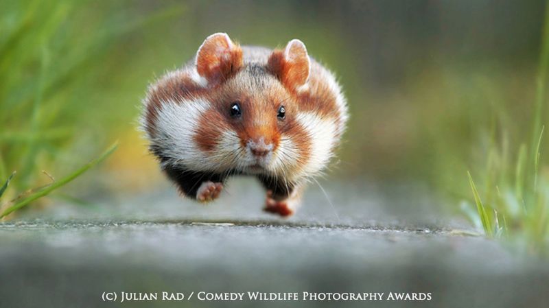 Fotografia przyrodnicza na bardzo wesoło, czyli konkurs 2015 Comedy Wildlife Photography Awards 1