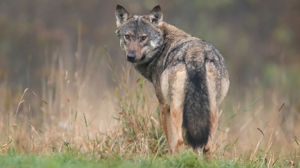Emocje wokół wilków w Polsce. Jest ważny komunikat.