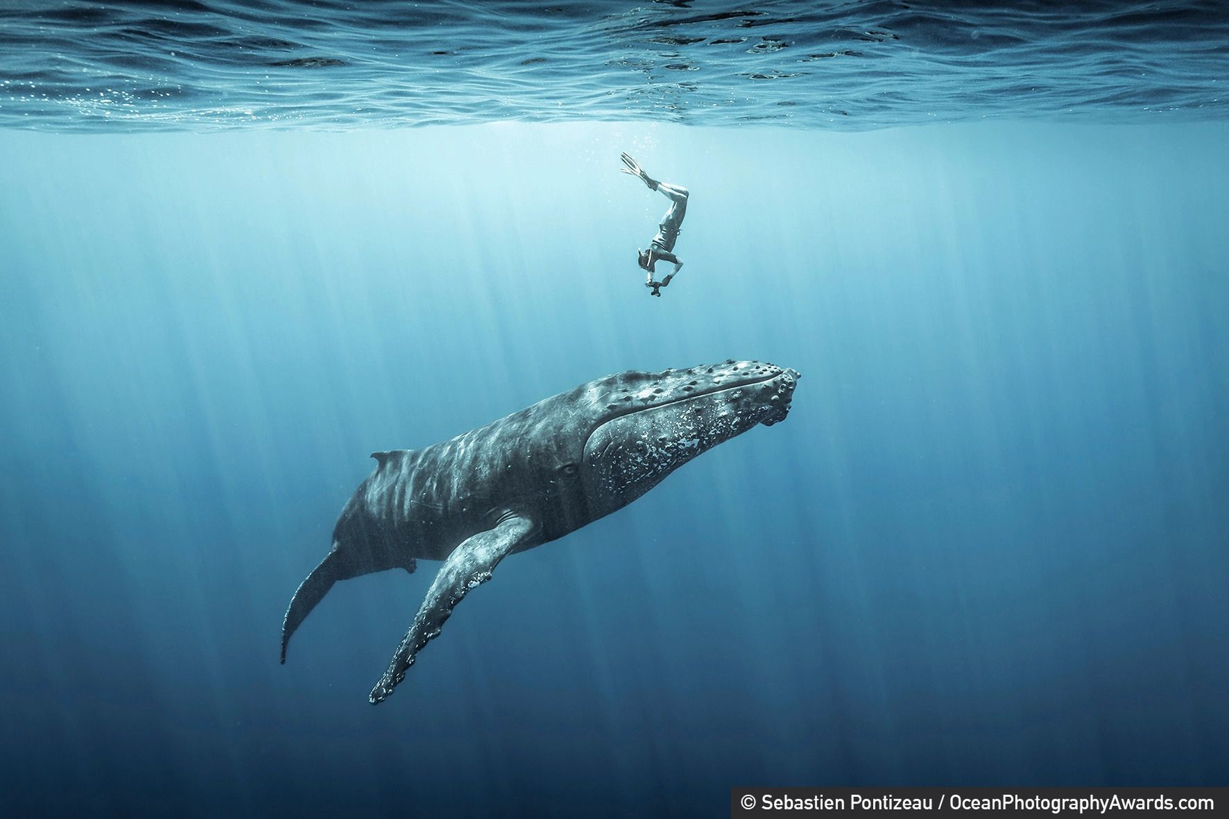 Najpiękniejsze zdjęcia oceaniczne, jakie zobaczysz. Aż nie chce się wierzyć, że są prawdziwe 10