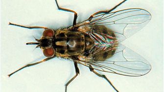 Drukowane muchy przeciw Talibom 1