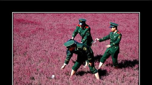 Tego o Saperze nie wiedzieliście 1