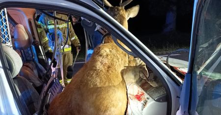 Straszny wypadek. Jeleń przebił szybę