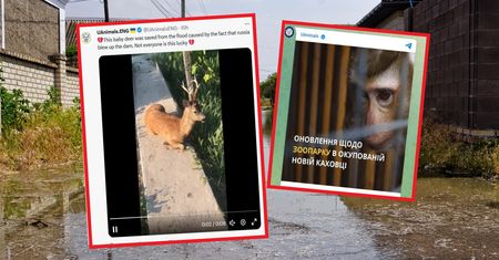 Rosjanie doprowadzili do katastrofy. Zginęły niemal wszystkie zwierzęta