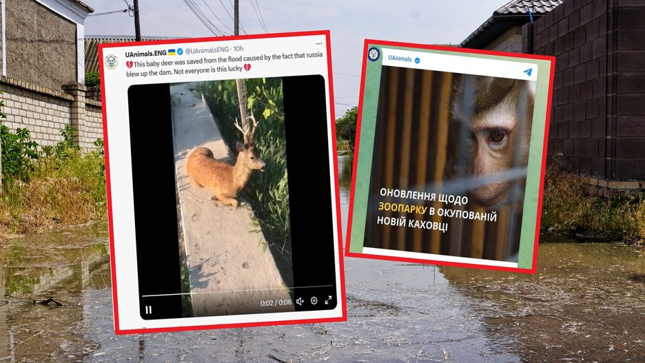 Rosjanie doprowadzili do katastrofy. "Zginęły niemal wszystkie zwierzęta"