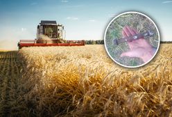Znalazł "złote kolby na polu". Jest załamany. Ogromne straty rolnika
