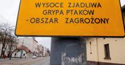 Wielkopolska. Tysiące chorych ptaków. Rzeź na ptasich fermach