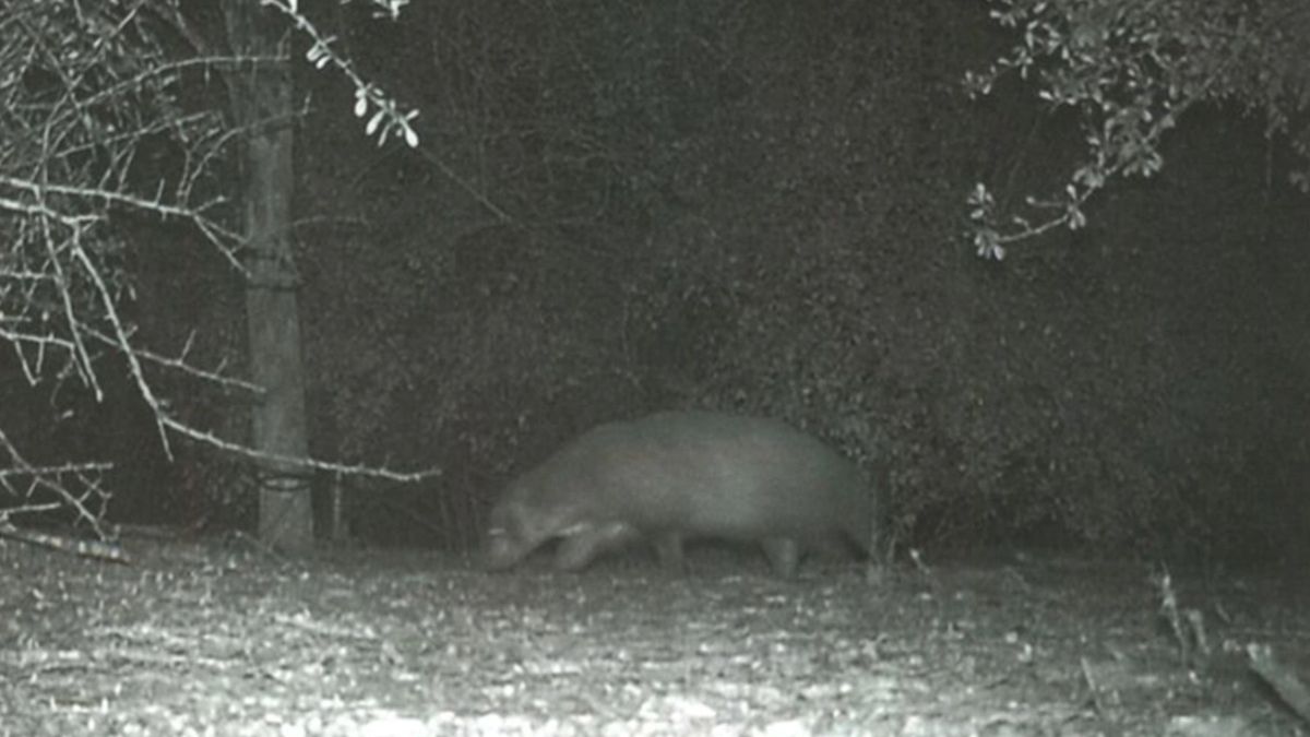 Nikt z pracowników parku narodowego nie rozpoznaje, jaki to gatunek zwierzęcia