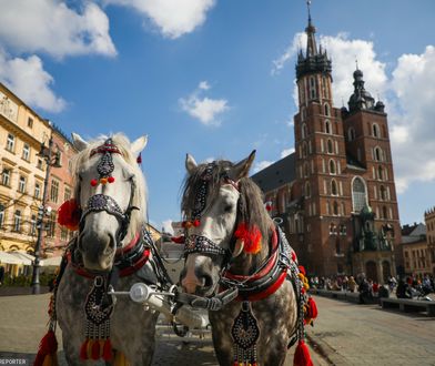 Dramat koni w Krakowie. Dorożki stały w pełnym słońcu