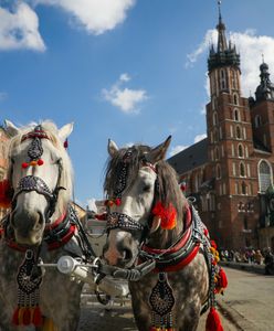 Dramat koni w Krakowie. Dorożki stały w pełnym słońcu