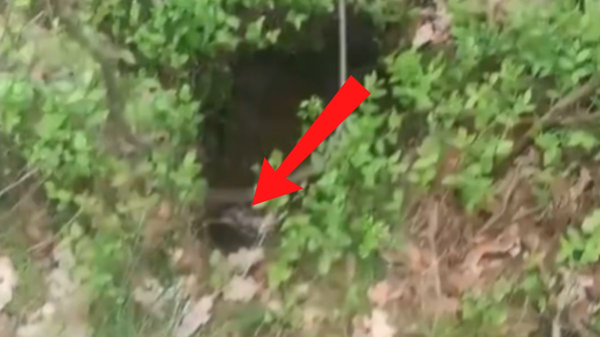 Taki widok w dołku. Niesie się nagranie z lasu.