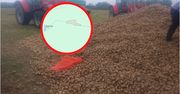 Wywieźli 150 ton ziemniaków. Oszacował straty. Spora kwota