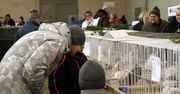 Grudziądz: Jakie piękne ptaki! Oglądamy je na wystawie gołębi rasowych