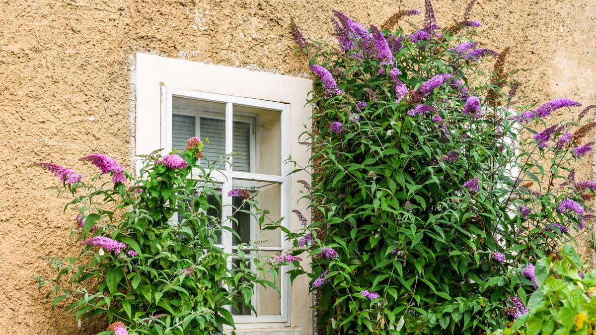 Jak rozpoznać budleję Davida?