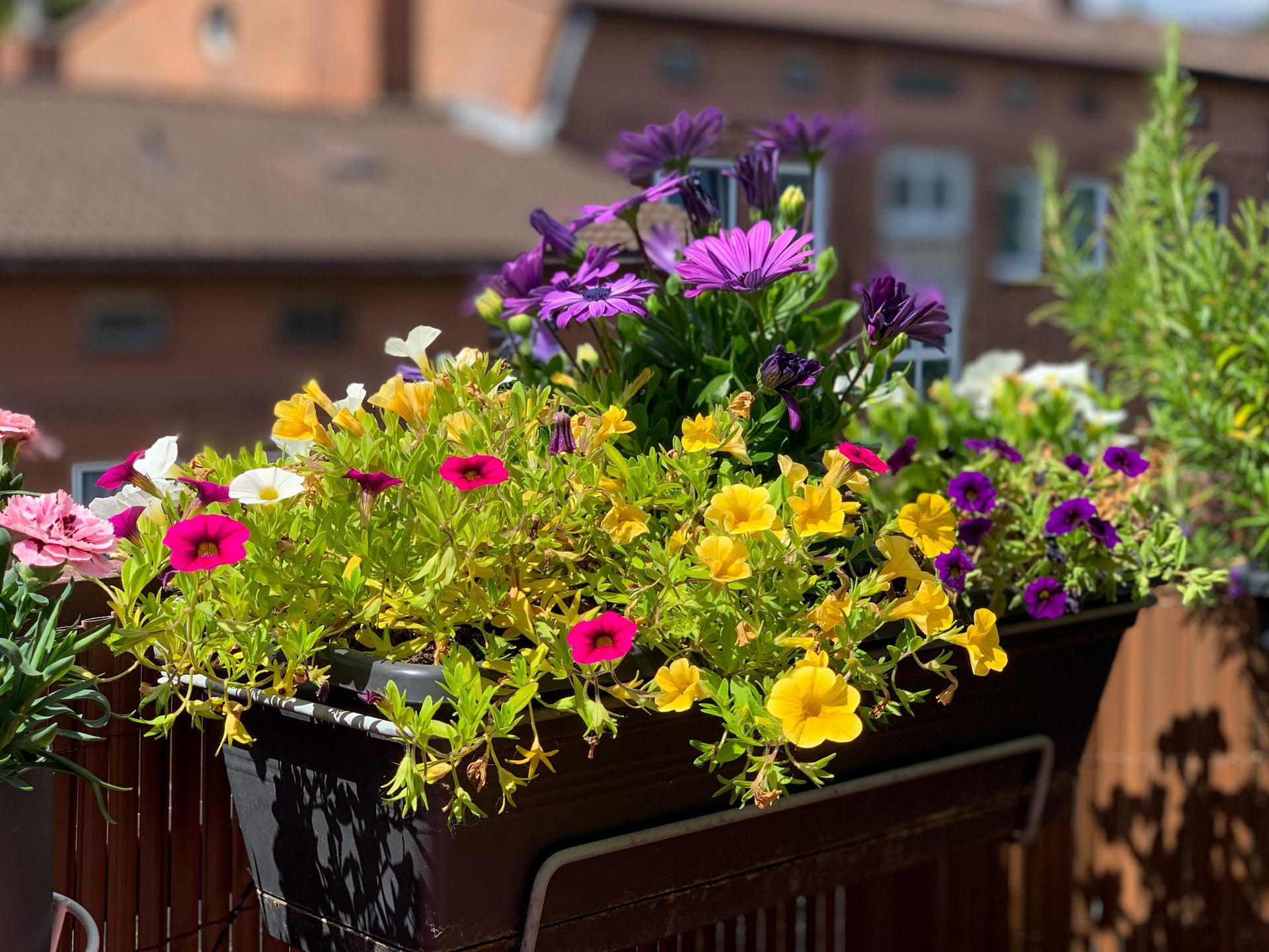 flower pot, balcony, terrace, decoration, osteospermum, flowers, gardening, calibrachoa, background, beautiful, fence, bloom, blooming, blossom, blurred background, botany, bright, hanging, color, colorful, daisy, decor, decorative, flora, floral, flower, fresh, garden, green, hobby, house, natural, nature, outdoor, outdoors, pink, plant, plant care, pot, purple, season, spring, summer, violet, wallpaper, yellow
