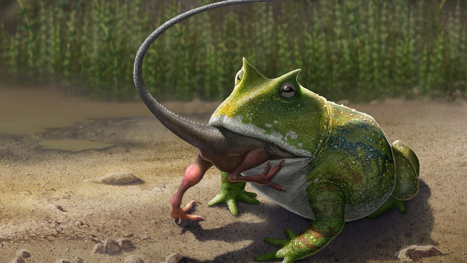 Beelzebufo była w stanie połykać dinozaury