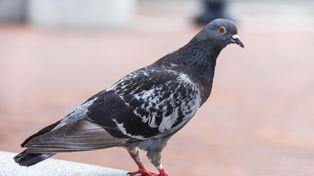 Gołębie omijają ten balkon z daleka. Wystarczą te rośliny w doniczkach, by uciekły