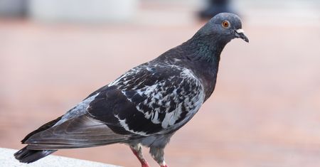 Gołębie omijają ten balkon z daleka. Wystarczą te rośliny w doniczkach, by uciekły