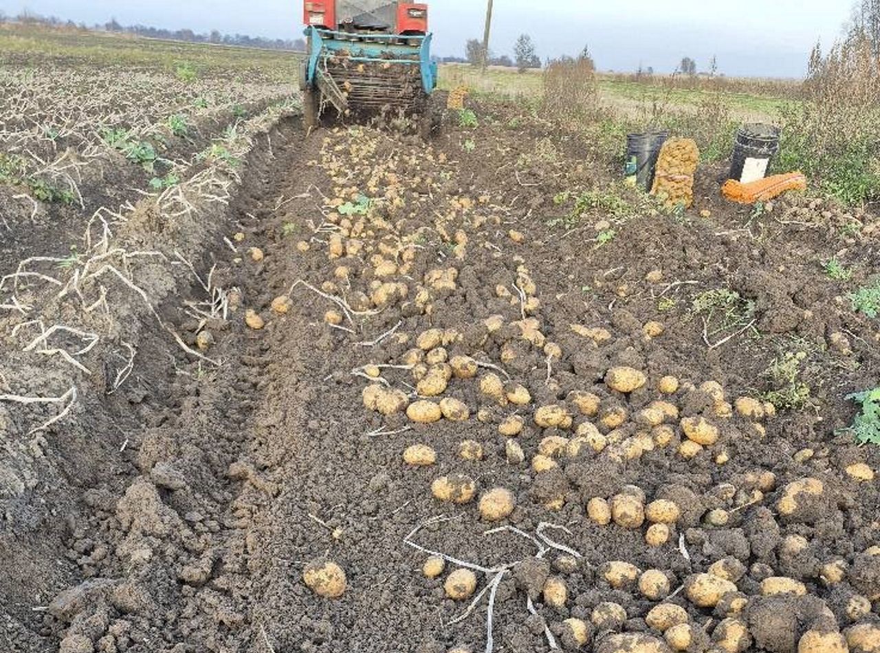 Zaprasza na samozbiory ziemniaków. "Liczymy na waszą obecność". Oto cena