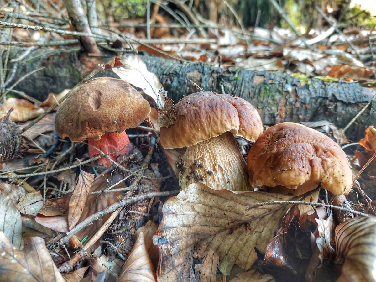 Wysyp grzybów w polskich lasach. Tylko zobaczcie te okazy