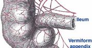 Okazuje się, że wyrostek robaczkowy nie jest wcale bezużyteczny