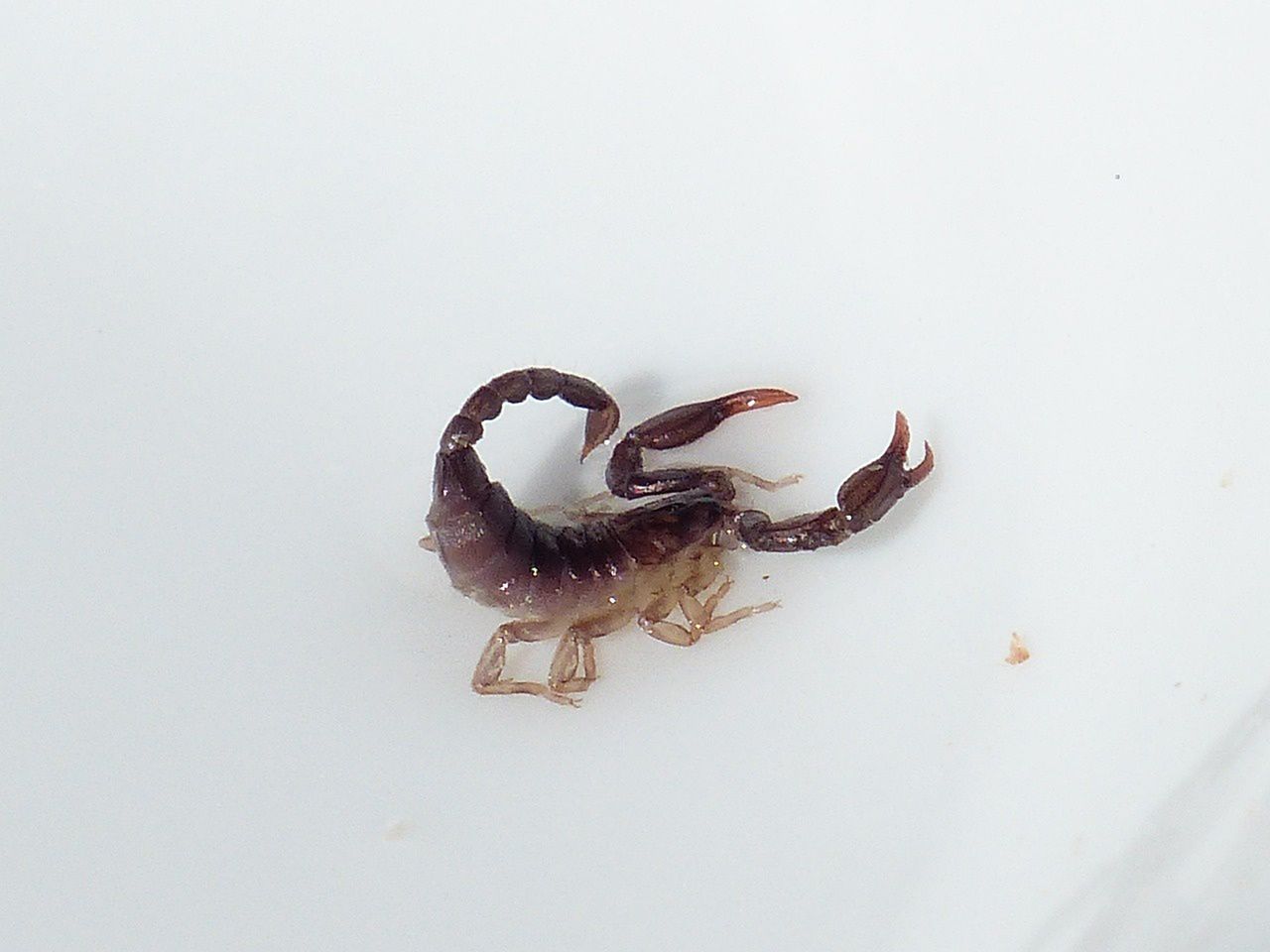 Żywy skorpion w paczce z szachownicą – włoski klient przeżył szok po otwarciu przesyłki z Chin