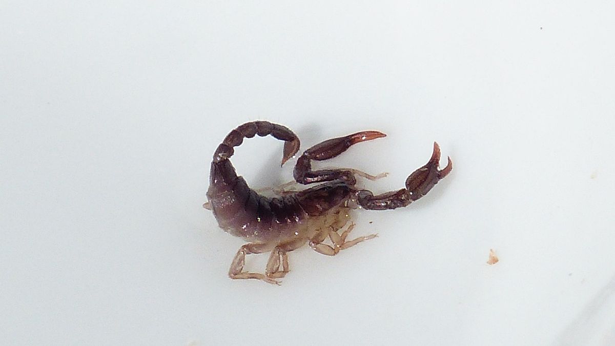 skorpion