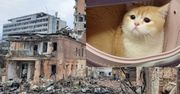 Kot uchodźca z Ukrainy. Dwukrotnie przeżył bombardowanie