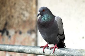 Przetrzyj tym balkon. Gołębie przestaną być problemem