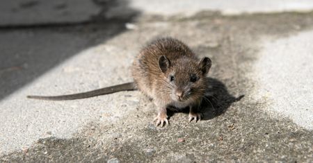 Plaga szczurów w woj. śląskim. Miasto opanowane przez gryzonie