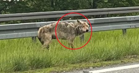 Pojawił się przy drodze na Gdańsk. Ludzie wezwali służby