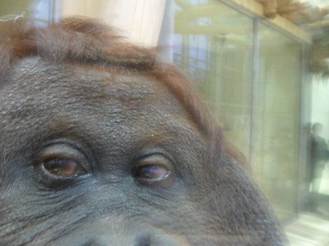Orangutan fotograf gwiazdą Internetu 4